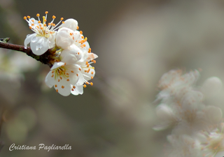 Foto della domenica 06/03/2016