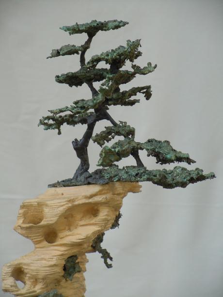 bonsai_Marcello oliveri