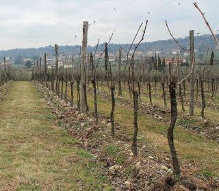 Enovitis Campo, tutto pronto 