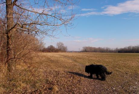 ORFANO, ANCHE DI CANE ORMAI