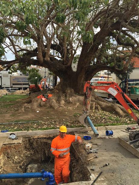 L'Assessore Andrea Guido dichiara: SISTEMATA LA PHYTOLACCA DI VIALE MARCONI.