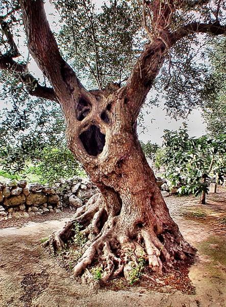 BARI: dal 19 al 22 aprile la FAO si riunisce per parlare di Xylella fastidiosa