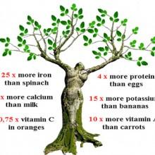 Sclerosi Multipla: le proprietà della Moringa oleifera