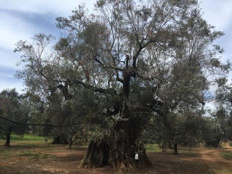 Il collega Giovanni Melcarne fornisce questa foto dell'olivo di 1500 anni di Alliste del Salento leccese