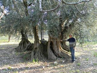 Le cause che stanno provocando la morte dell’olivo vecchio di 1500 anni di Alliste sono spiegabili dalla fede o dalla scienza?