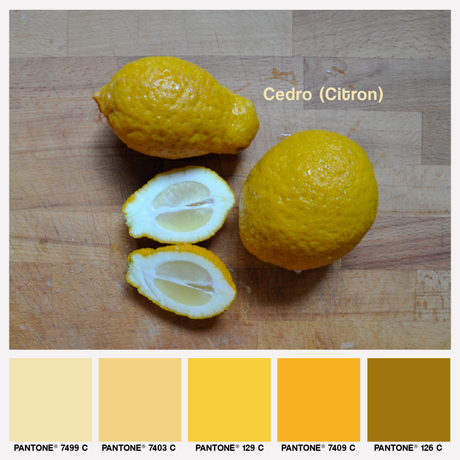 lacaccavella, foodcolors, colorpalette, cedro, citron, giallo, yellow