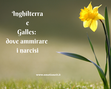 Dove vedere i narcisi in Inghilterra e Galles