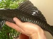 fossile vivente Lago d’Orta