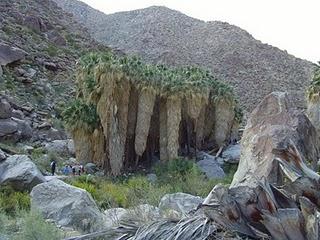 696 - il deserto di Anza-Borrego