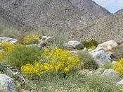 deserto Anza-Borrego