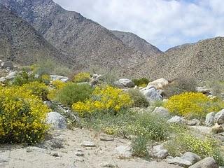 696 - il deserto di Anza-Borrego