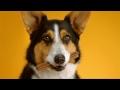 Pedigree crea… le dentiere per cani