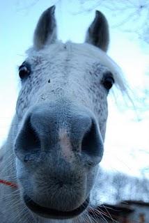 Pollution Equine - l'altra faccia del teatro