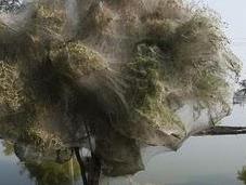 Pakistan ragni trasformano alberi tele sfuggire alle alluvioni