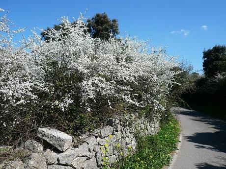 macchia mediterranea: trionfo del bianco