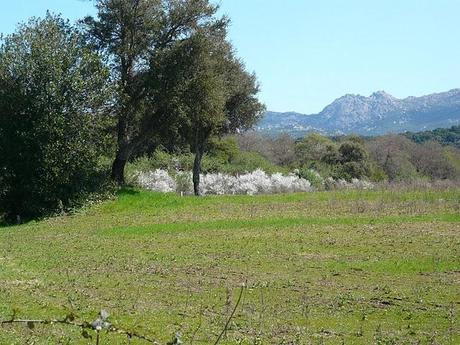 macchia mediterranea: trionfo del bianco