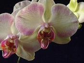 bellezza dell’orchidea phalaenopsis