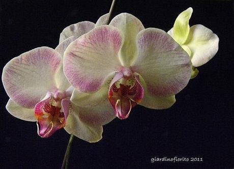 La bellezza dell’orchidea phalaenopsis