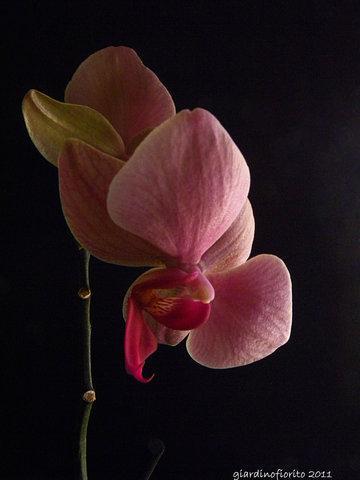 La bellezza dell’orchidea phalaenopsis