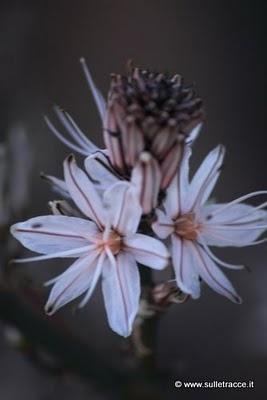 Ti racconto un fiore