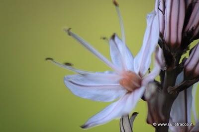 Ti racconto un fiore