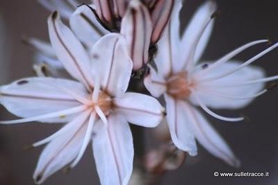 Ti racconto un fiore