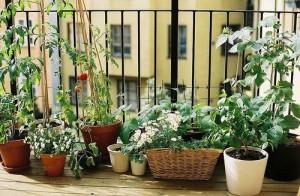 Le verdure sul balcone