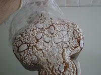 Colomba tradizionale con lievito naturale e patate