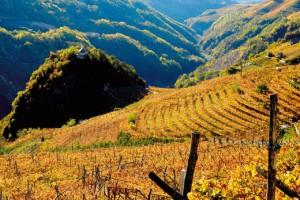 Muller - Trentino Alto Adige