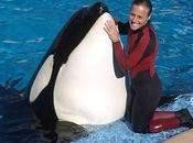 L'orca Tilikum torna Seaworld
