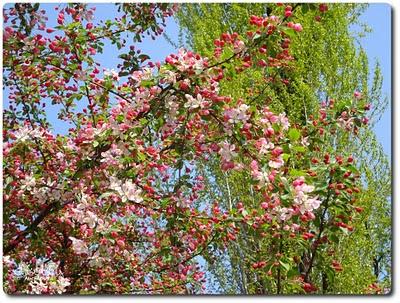 Benvenuta Primavera!