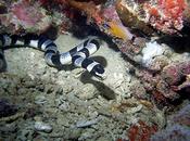 Dadakulaci, pacifico pericoloso serpente Fijiano