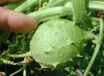 Omeopatia si: allergie e Luffa Operculata