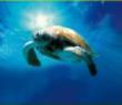 L’incredibile Viaggio della Tartaruga