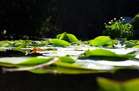 Ninfee di primavera