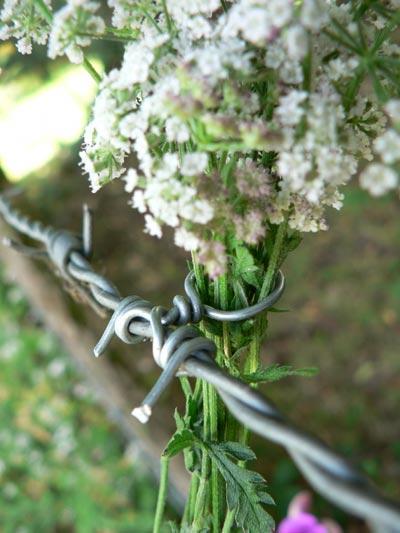 Recinzioni fiorite / Flowering fences