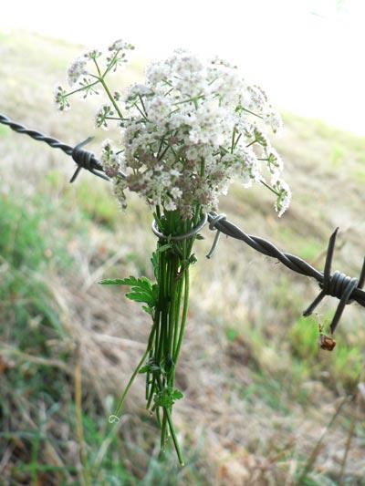 Recinzioni fiorite / Flowering fences