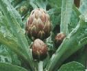 Carciofi cannellini..... velocissimamente