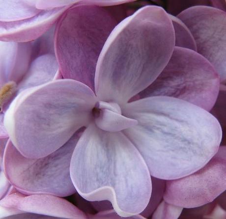 La collezione di lillà: Syringa vulgaris “Belle de Nancy”