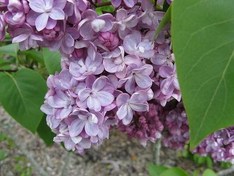 La collezione di lillà: Syringa vulgaris “Belle de Nancy”
