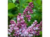 collezione lillà: Syringa vulgaris “Belle Nancy”
