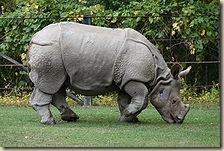 220px-Indian_Rhino_(Rhinoceros_unicornis)1_-_Relic38