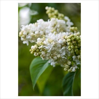 La collezione di lillà: Syringa vulgaris “Madame Lemoine”