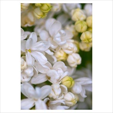 La collezione di lillà: Syringa vulgaris “Madame Lemoine”
