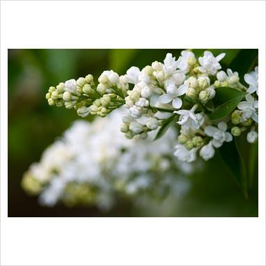 La collezione di lillà: Syringa vulgaris “Madame Lemoine”