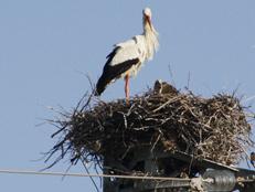 La natura sopra il progresso.