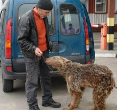 FOTO DEL GIORNO 7 APRILE 2011 : UN ORSO NELLA MACCHINA DEL CONTRABBANDIERE