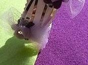 tutù piccola Alessia