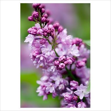 La collezione di lillà: Syringa vulgaris “Michel Buchner”