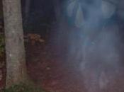 Albero genealogico fantasma verticale erede universale